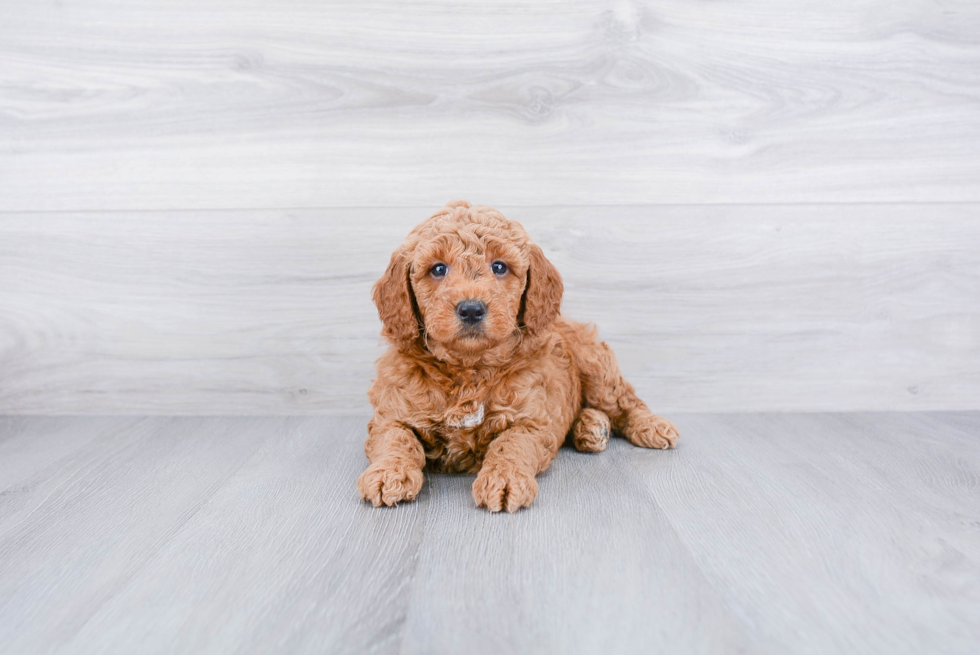 Meet Rusty - our Mini Goldendoodle Puppy Photo 2/3 - Premier Pups
