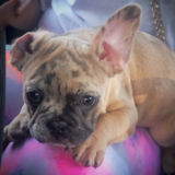 Akc Registered French Bulldog Purebred Pup