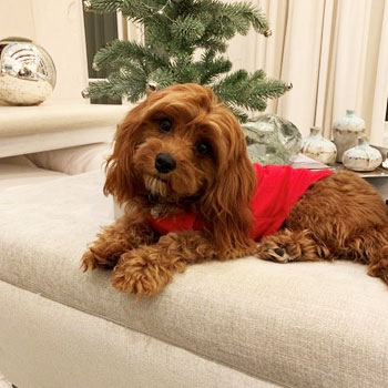 chocolate cavapoo wearing a red outfit