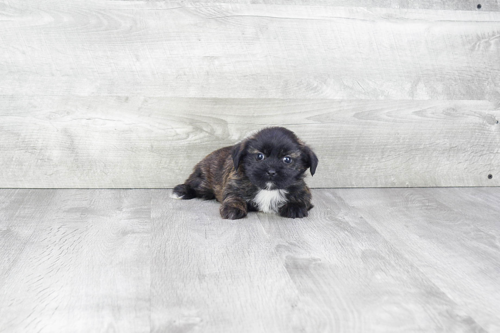 Meet Archie - our Shorkie Puppy Photo 2/3 - Premier Pups
