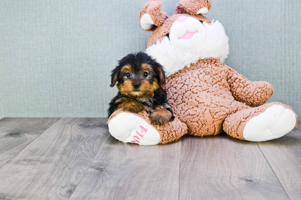 AKC Yorkie puppies for sale | Buy Teacup Yorkshire Terrier Pups