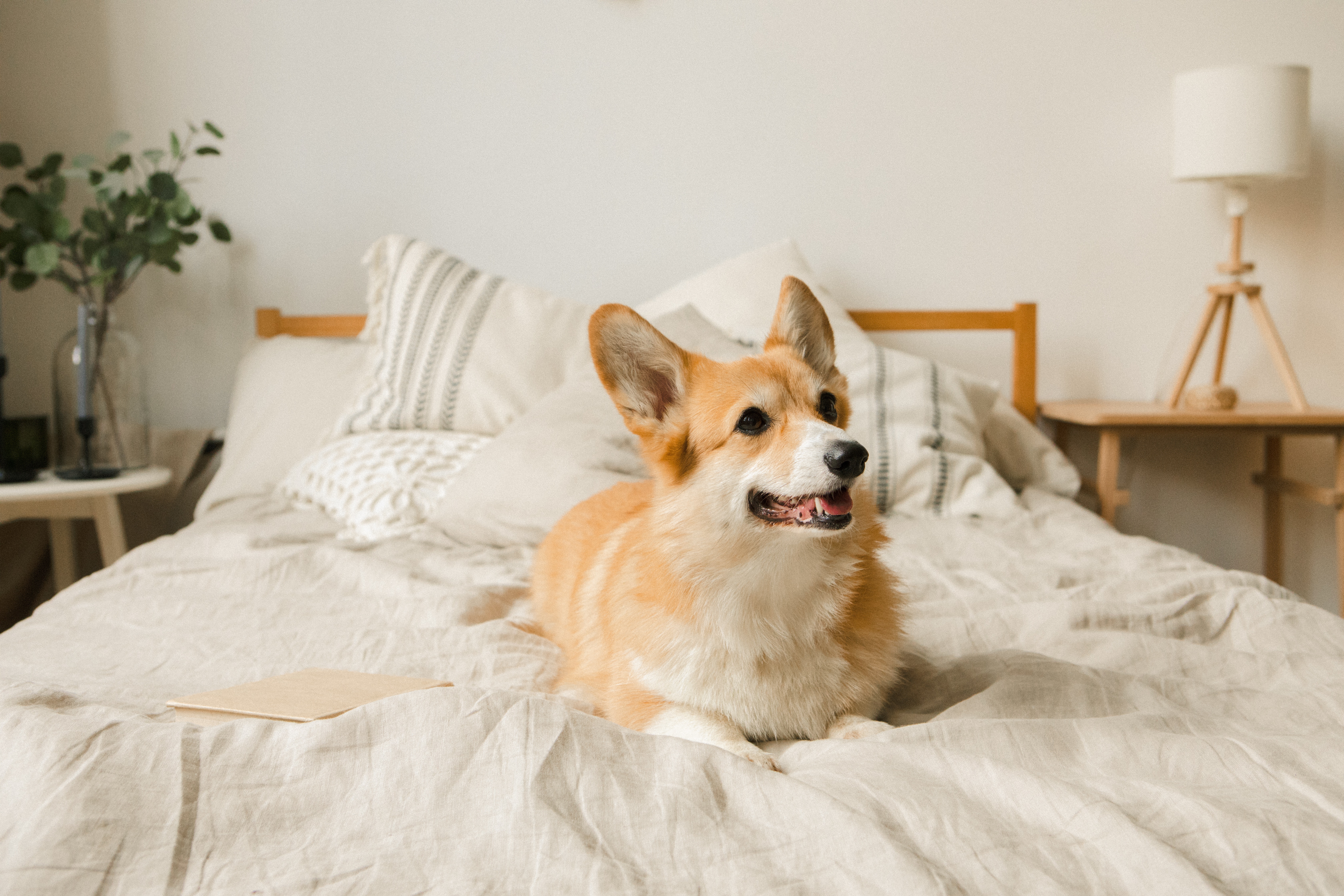 full grown corgi adult dog sitting on a bed