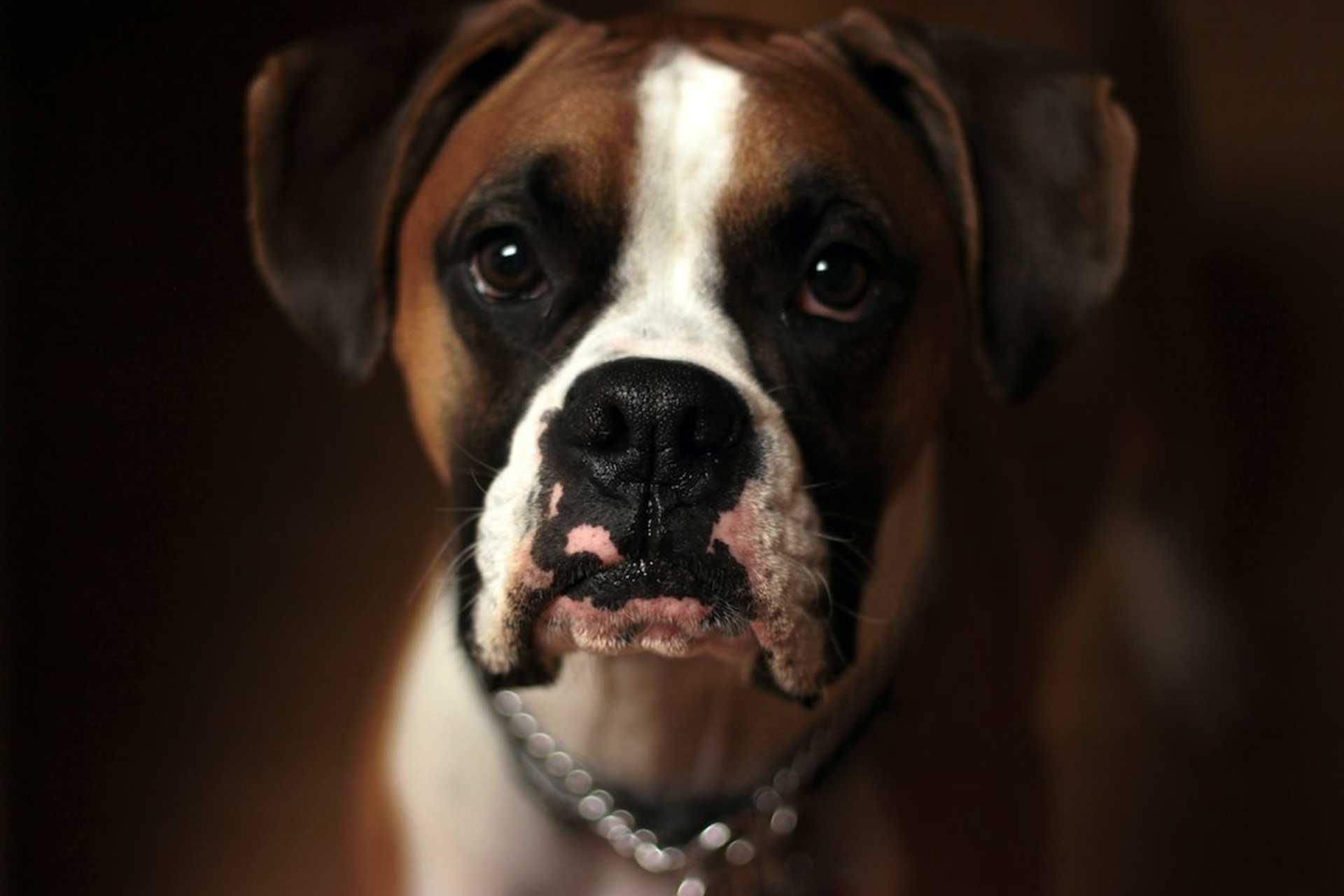 Calm dog after separation anxiety treatment