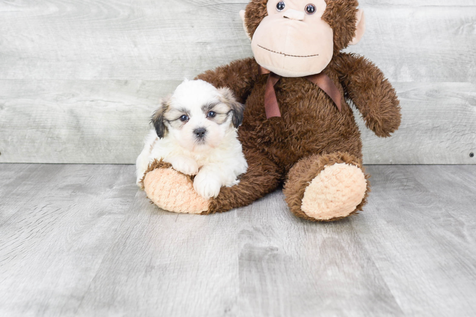 Meet Abbott - our Teddy Bear Puppy Photo 1/3 - Premier Pups