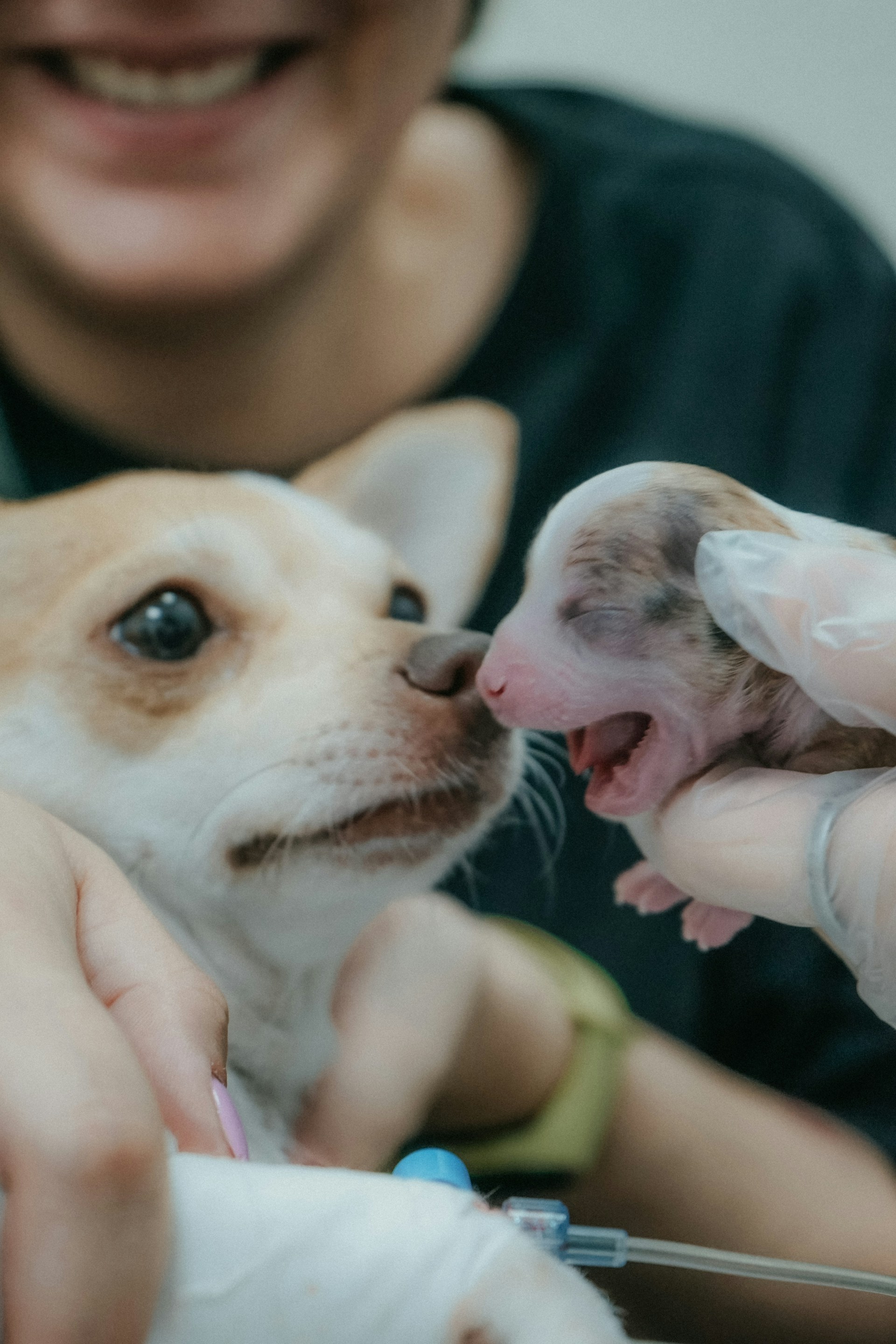 person holding a dog and her new born puppy