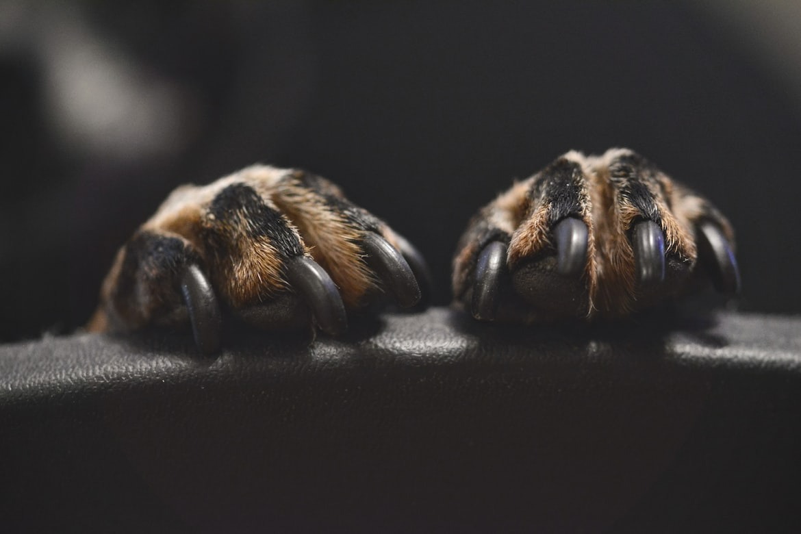 Close-up of a dog's paw being clipped with specialized nail clippers