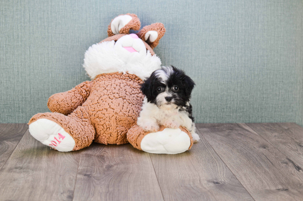 Premier Pups for sale in Ohio Buy or adopt a puppy breed on Premier Pup