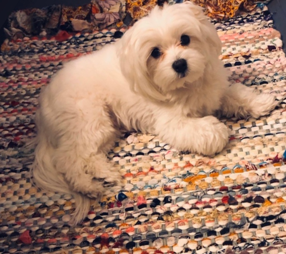 Small Maltese Pup