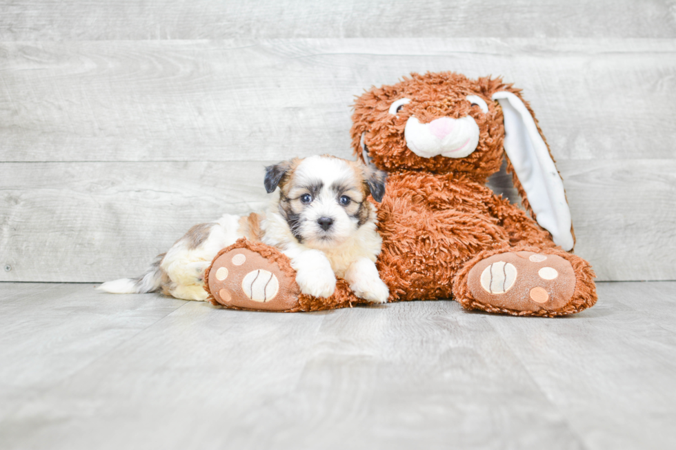 Meet Kam - our Teddy Bear Puppy Photo 2/3 - Premier Pups