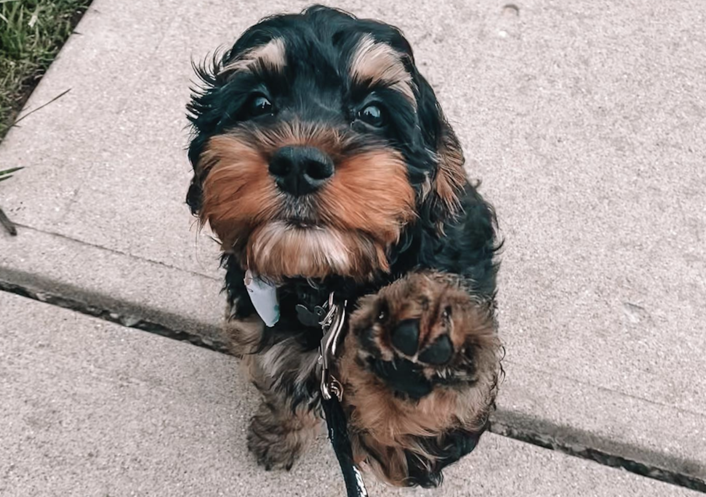 toy cockapoo dog on a leash giving paw - cockapoo toy size 