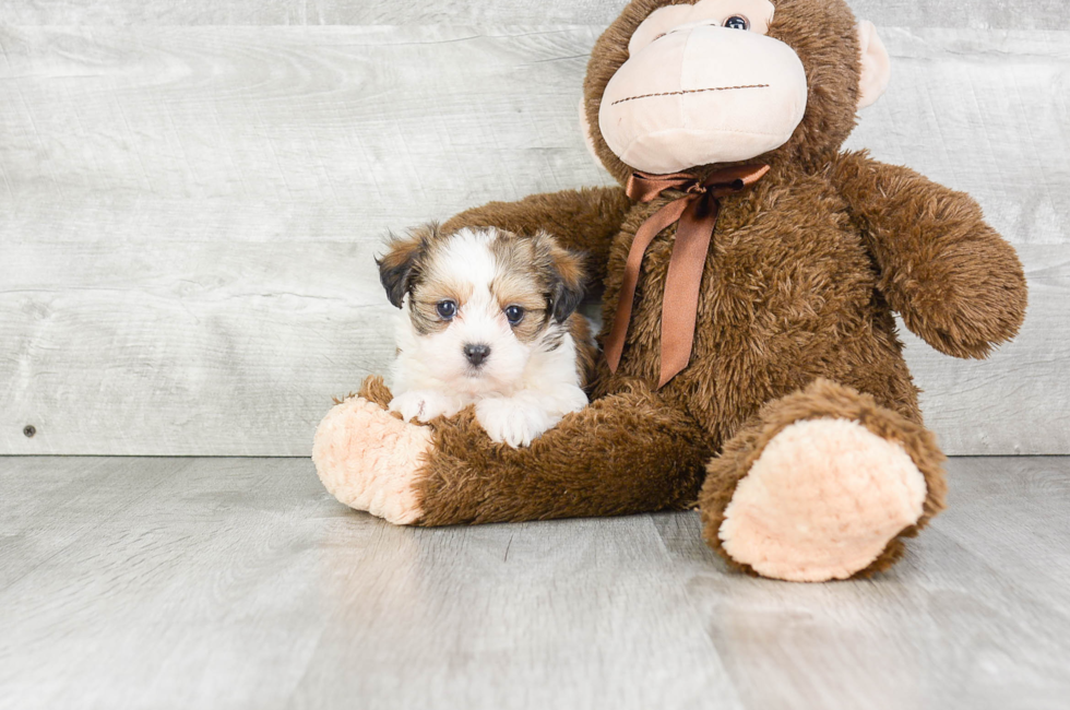 Teddy Bear Puppies for Sale - Shichon Puppies ...
