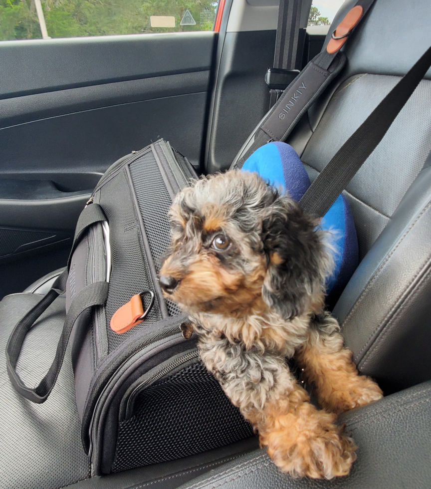 merle mini goldendoodle puppy sitting in a car. the merle puppy has a brown and black coat