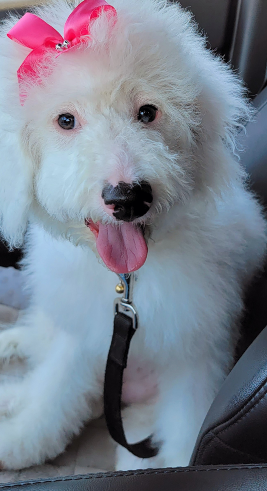 white mini bernedoodle dog wearing a pink bow