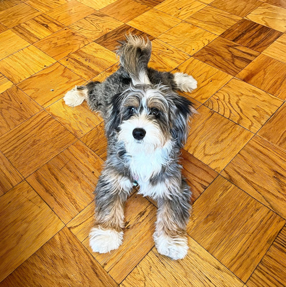 a long haired mini bernedoodle sitting on a wooden floor - are mini bernedoodle puppies hyperactive