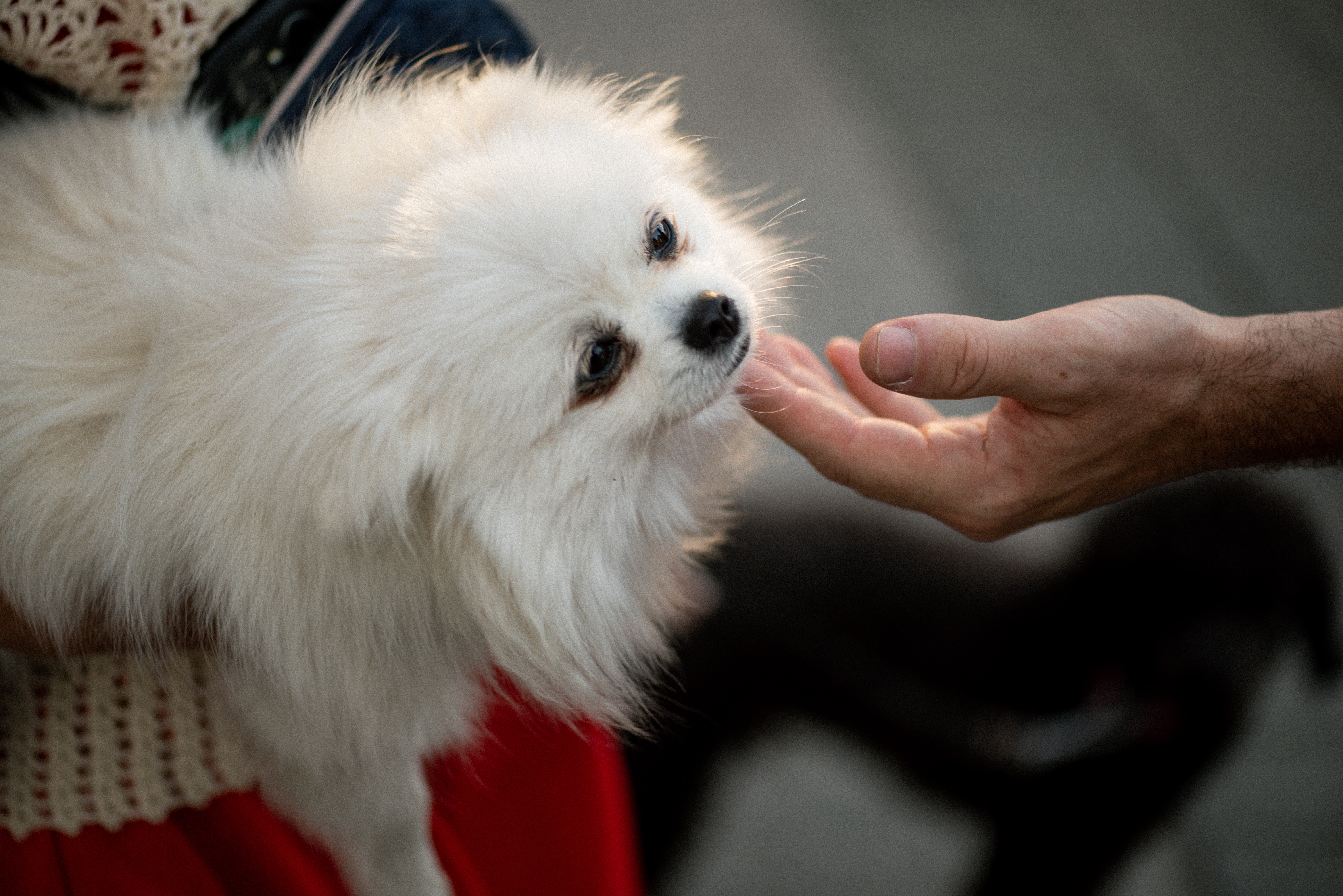 human hand petting a white Pomeranian