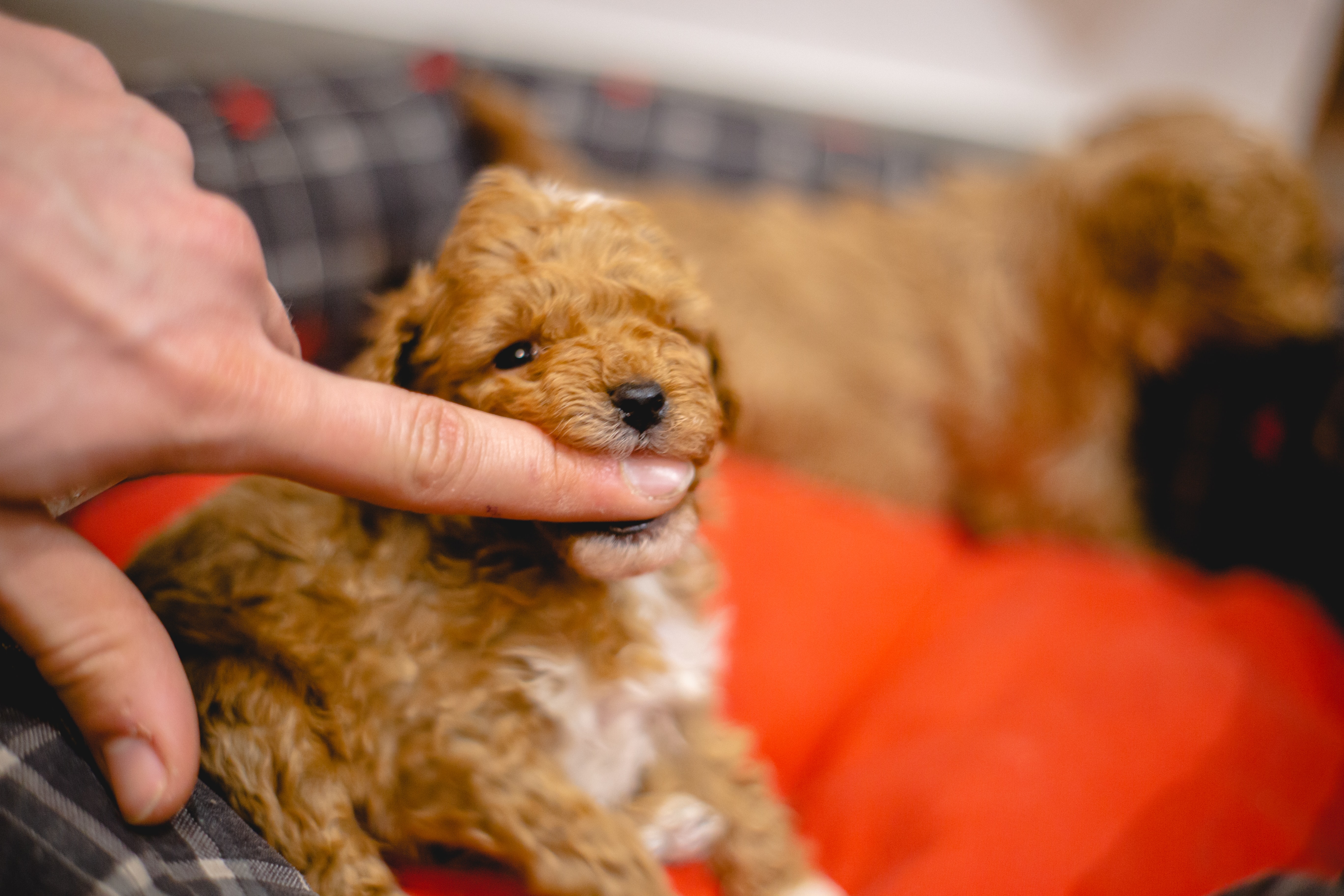 teacup mini labradoodle puppy biting a human finger