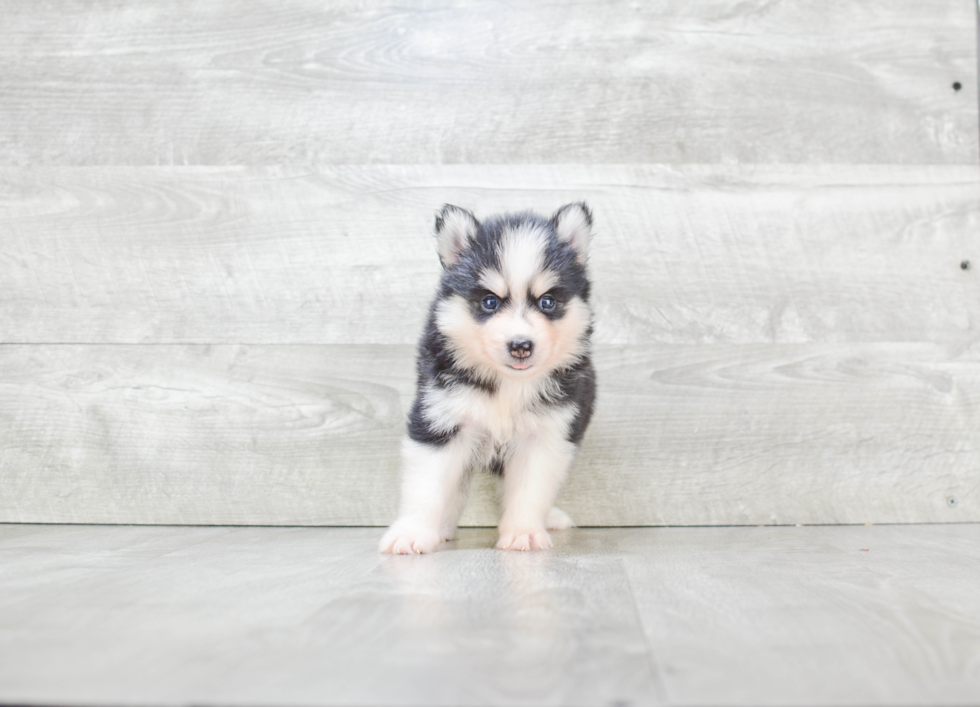 Meet Latasha - our Pomsky Puppy Photo 3/3 - Premier Pups