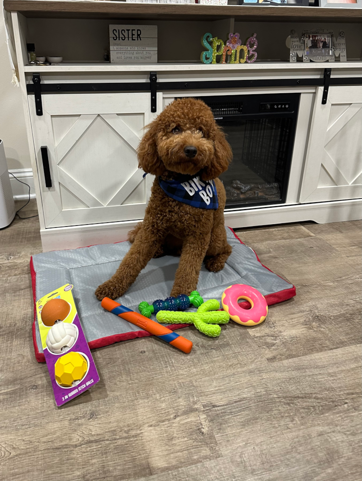 brown goldendoodle mini with curly hair. the brown dog is sitting on the floor surrounded by dog toys