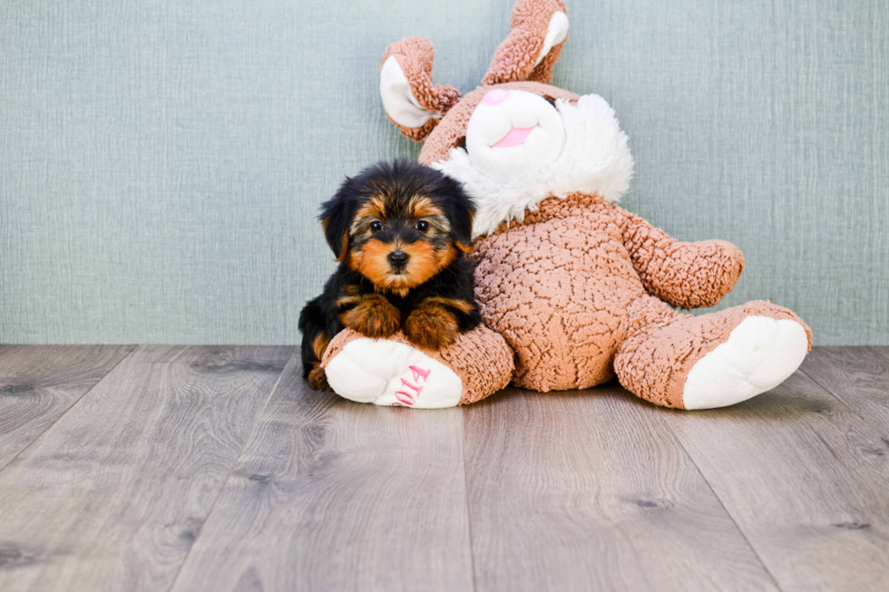Meet Timmy - our Yorkshire Terrier Puppy Photo 