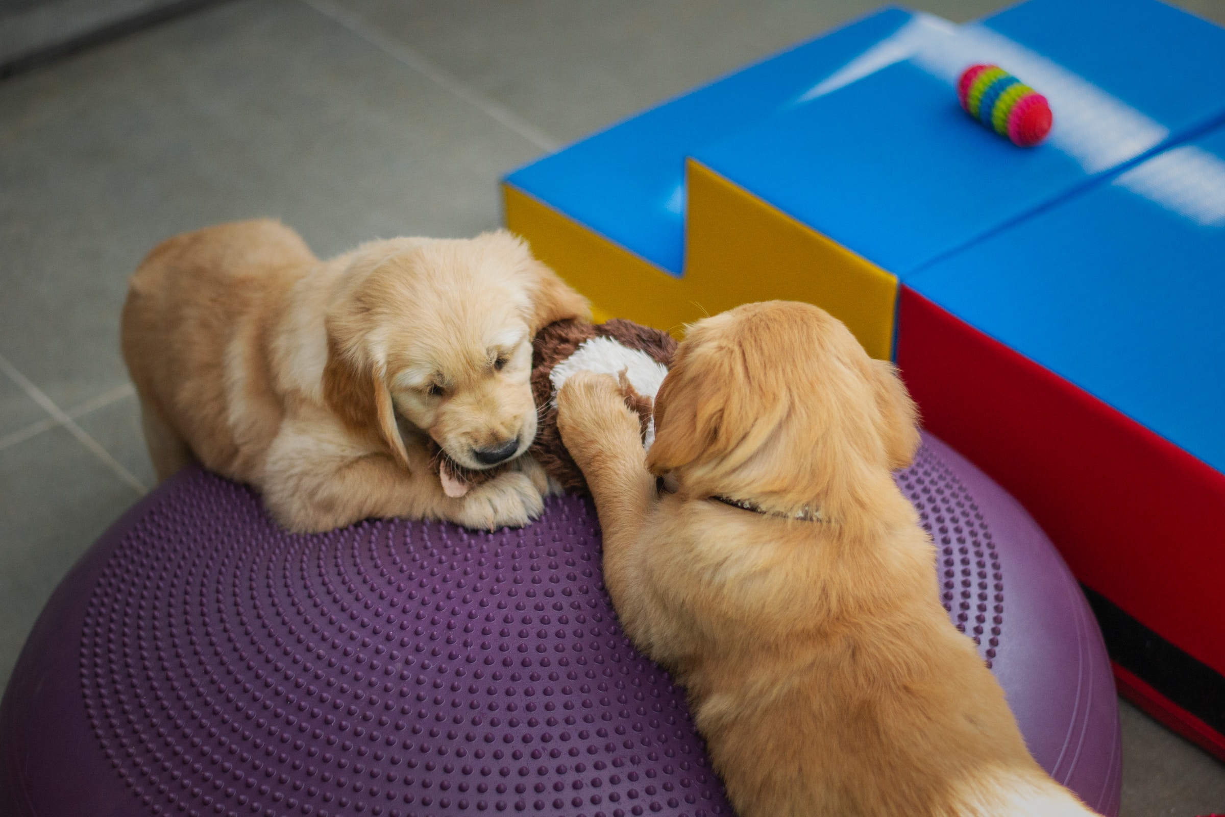 two golden dogs socialising at puppy kindergarten