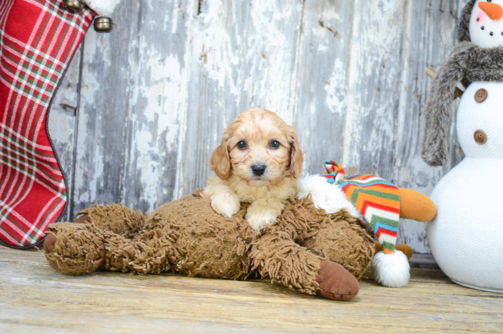 Premier Pups for sale in Ohio Buy or adopt a puppy breed on Premier Pup