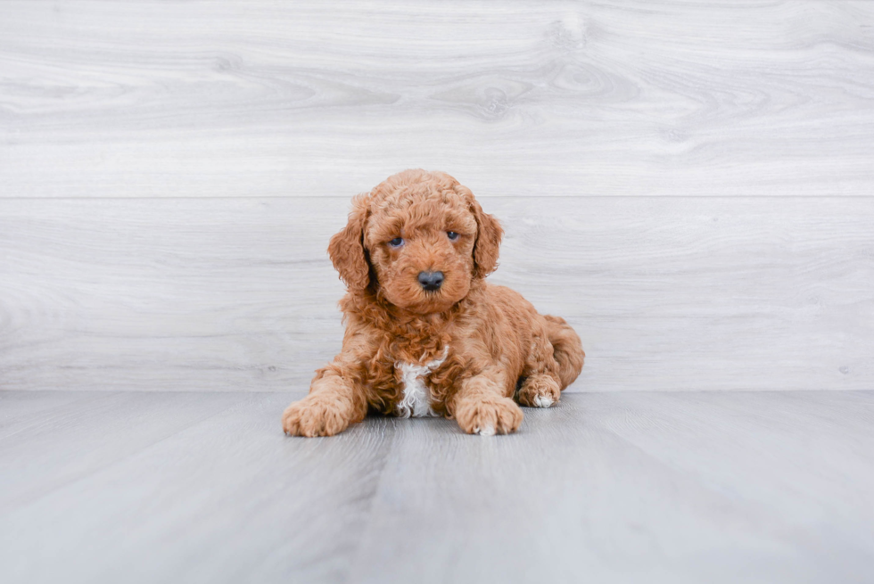 Meet Harley - our Mini Goldendoodle Puppy Photo 3/3 - Premier Pups