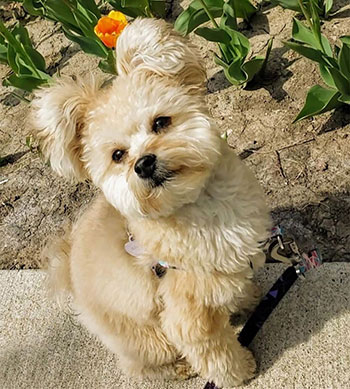 tan pomapoo dog