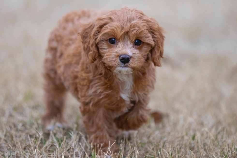 Cavapoo small brown puppy