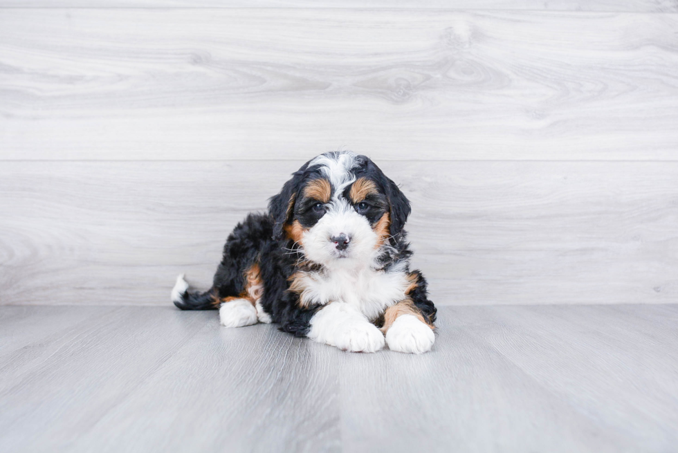 Meet Lance - our Mini Bernedoodle Puppy Photo 1/3 - Premier Pups