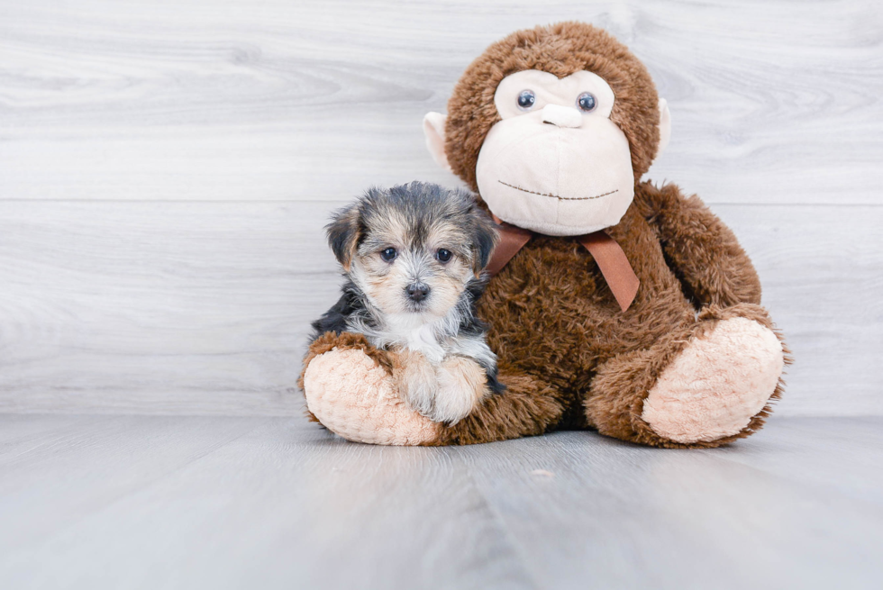 Meet Cookie - our Morkie Puppy Photo 2/3 - Premier Pups