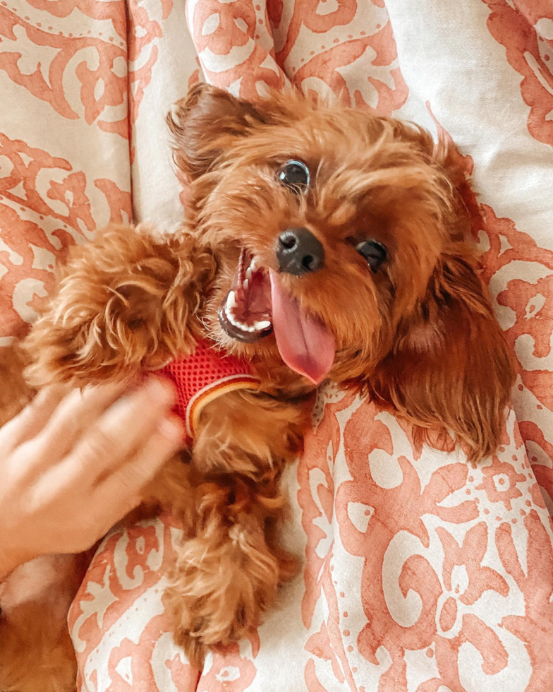 sweet red cavapoo personality