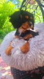 Funny Cavalier King Charles Spaniel Purebred Pup