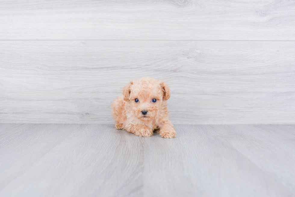 Sweet Pudle Purebred Puppy