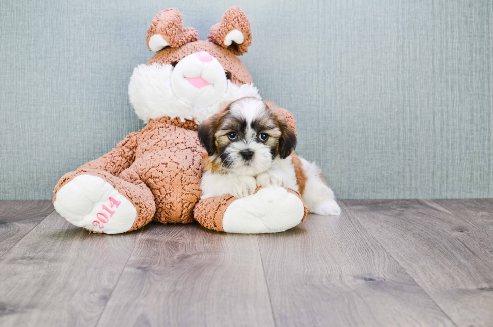 Teddy Bear Puppies For Sale Shichon puppies for sale in Ohio