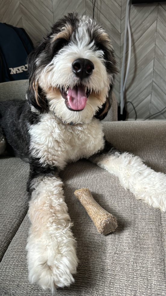 tricolor mini bernedoodle next to a chew bone - mini bernedoodle aggression explained - premier pups