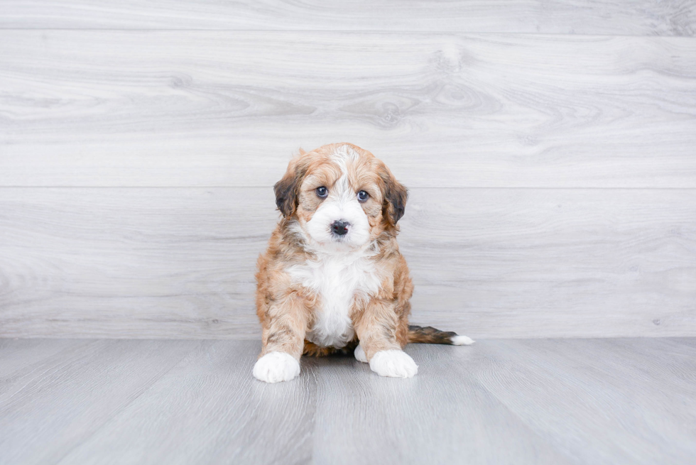 Meet Callie - our Mini Bernedoodle Puppy Photo 3/3 - Premier Pups