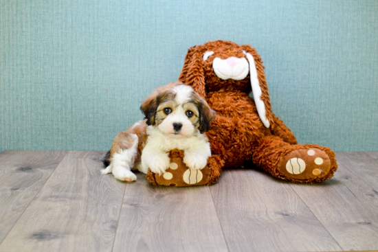 Cavachon Pup Being Cute