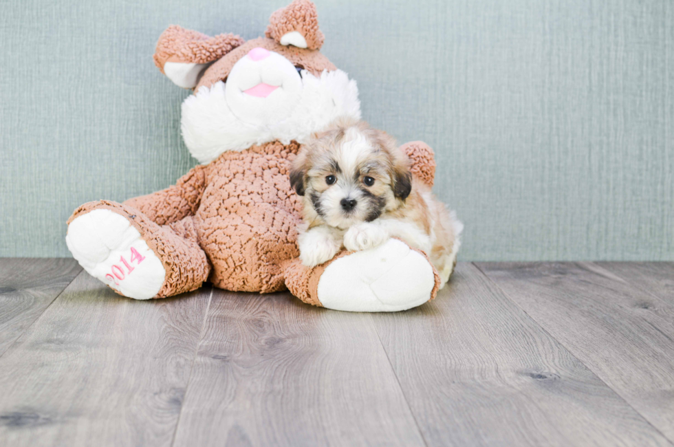 mini teddy bear puppies for sale near me