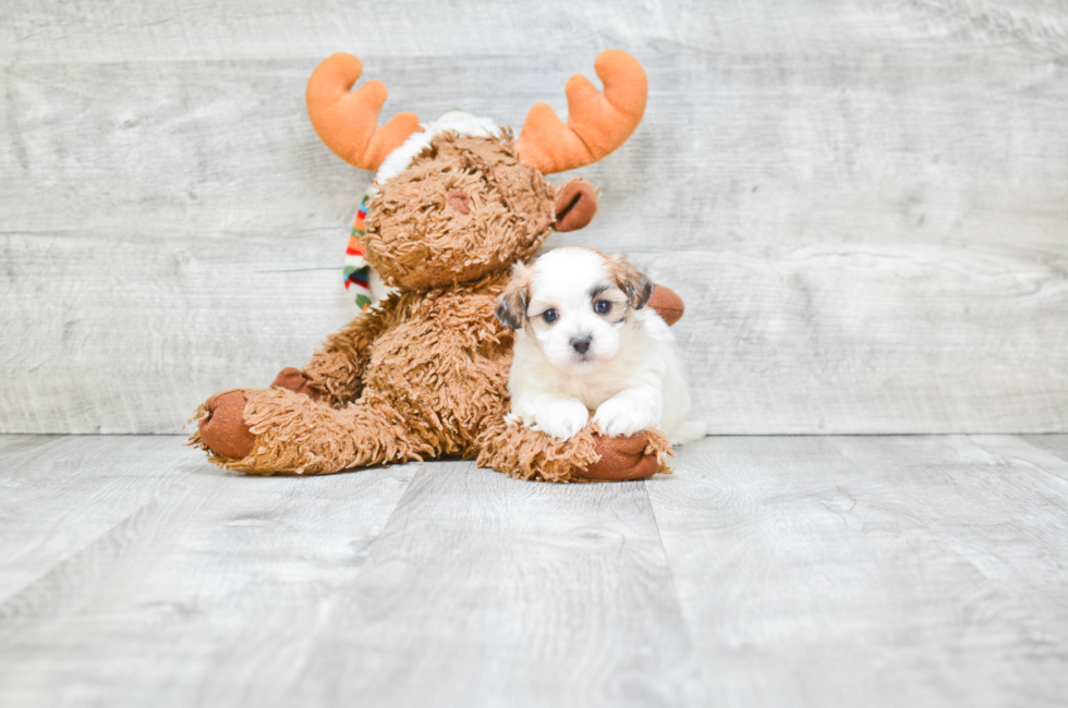 Teddy bear puppies near me