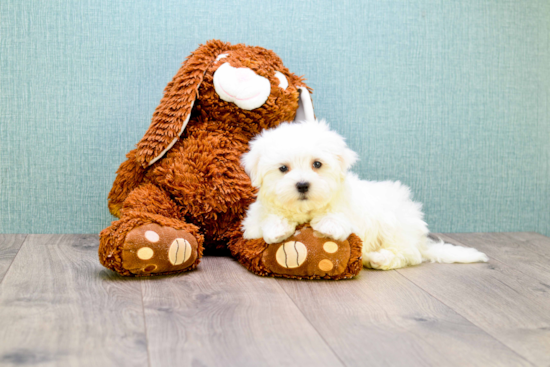 Sweet Maltese Purebred Puppy