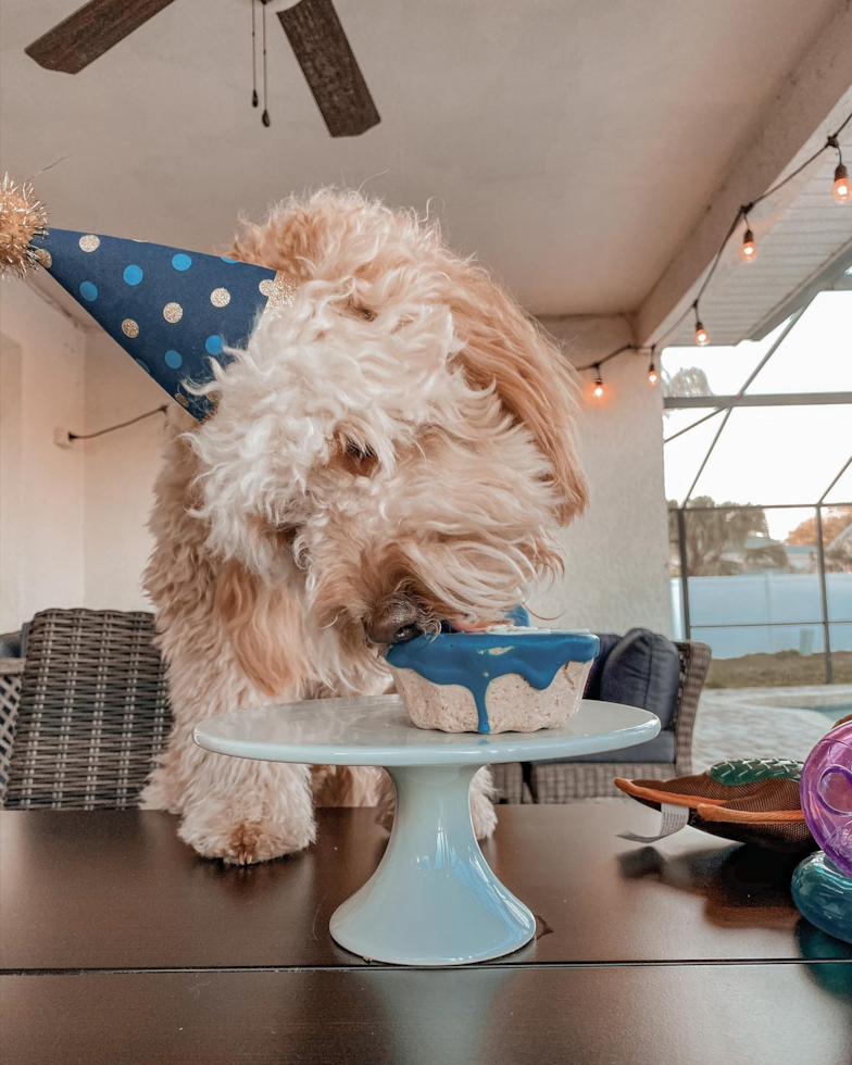 cream mini goldendoodle eating a cupcake with birthday decorations