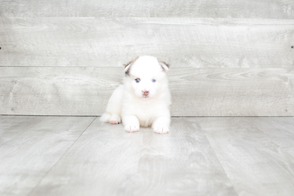 Meet Jay - our Pomsky Puppy Photo 1/4 - Premier Pups