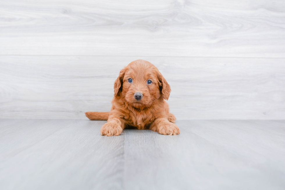 Meet Armani - our Mini Goldendoodle Puppy Photo 3/3 - Premier Pups