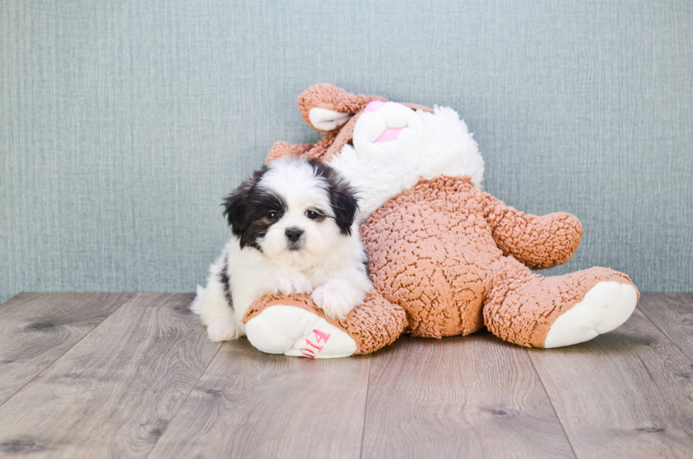 where to buy a teddy bear puppy