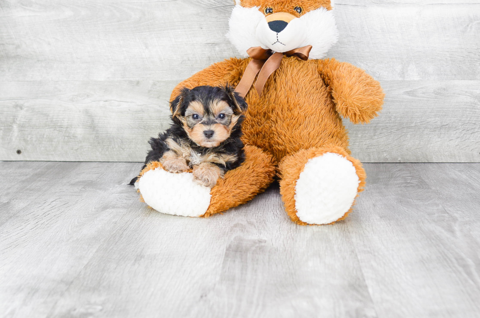 Morkie Puppies for Sale Near Me Finding Your Perfect Companion