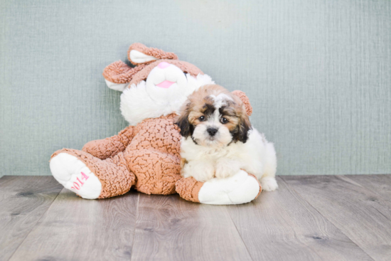 Teddy Bear Puppy for Adoption