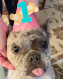Puppy For Sale Premier Pups Friendly French Bulldog Purebred Pup