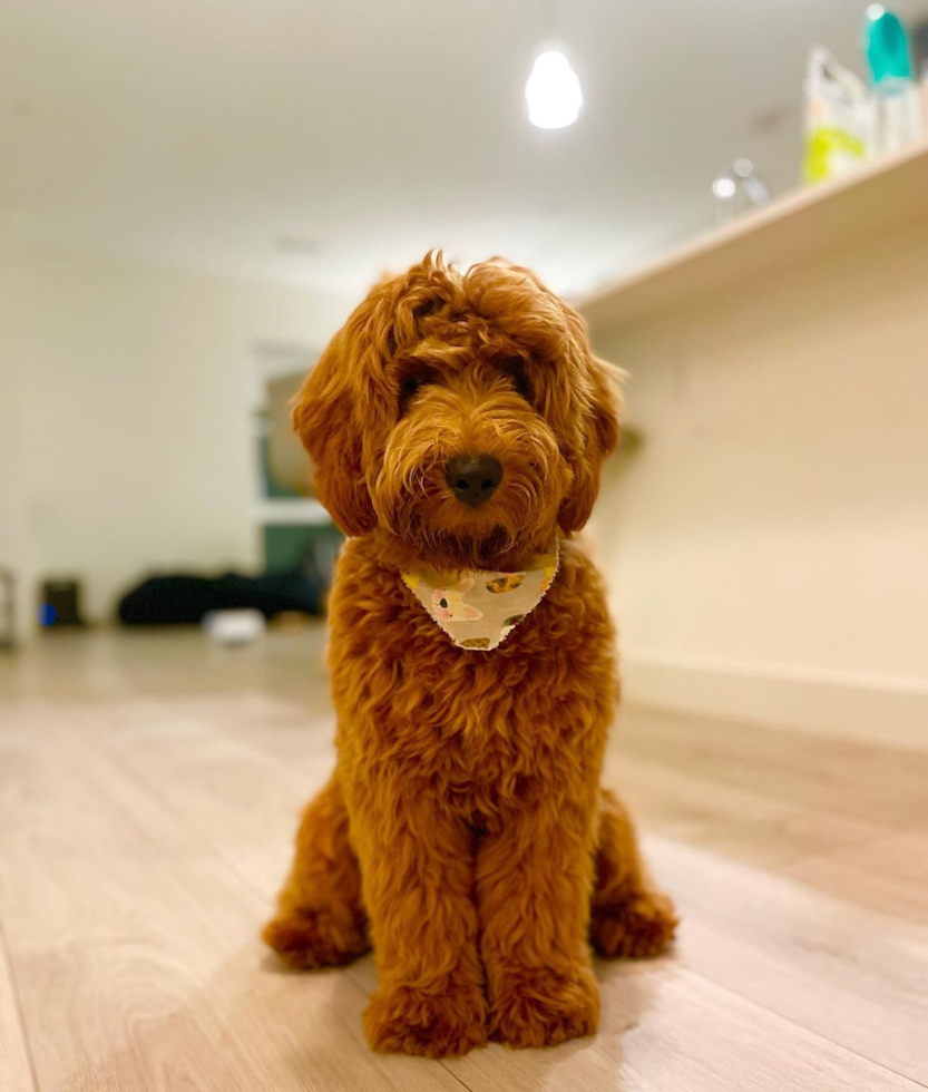 full grown mini goldendoodle dog sitting on a wooden floor