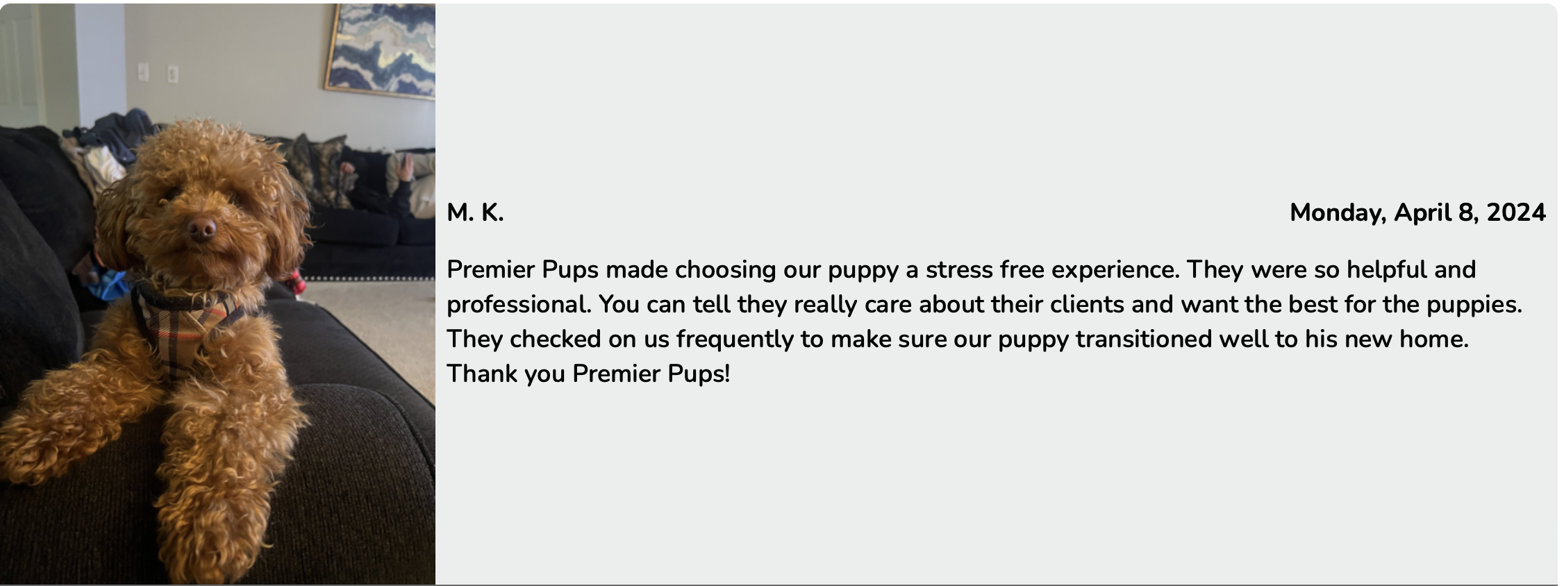 Cavapoo puppy customer review premier pups