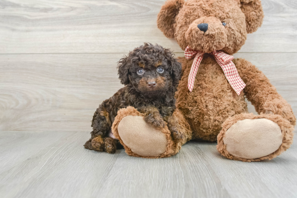 chocolate merle goldendoodle puppy sitting next to a brown teddy bear. brown merle puppy